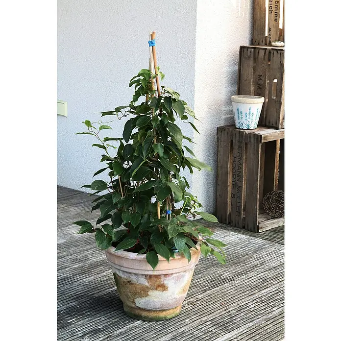 Blu Bio Mini-Kiwi - Actinidia arguta, Topfgröße: 12 cm, Erntezeit: Oktober - Pflanze in einem Terrakottatopf mit Stützstäben. Die Pflanze hat grüne Blätter und steht auf einem strukturierten Untergrund. Dekorative Holzkisten im Hintergrund.