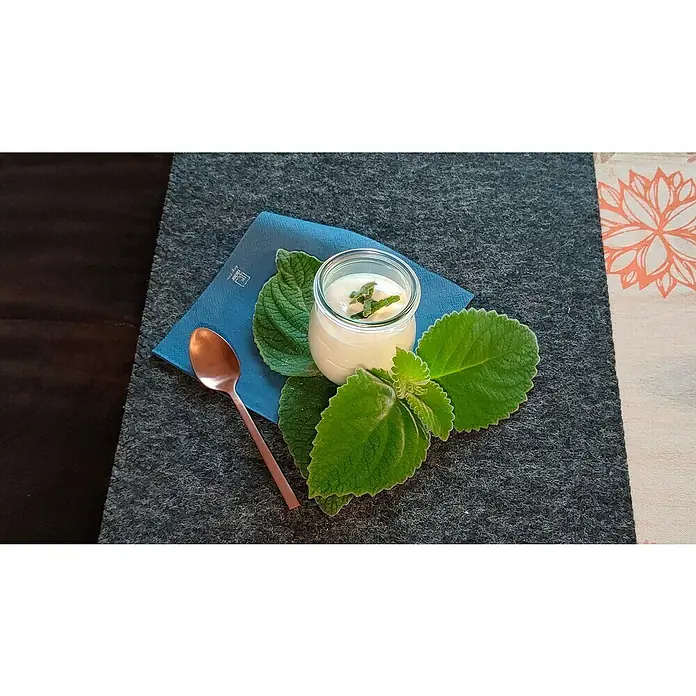 Blu Bio Australisches Zitronenblatt - Plectranthus species, Topfgröße: 12 cm - Cremiges Dessert im Glas, kunstvoll arrangiert mit frischen Blättern und einem kupferfarbenen Löffel auf einem stilvollen Untergrund.