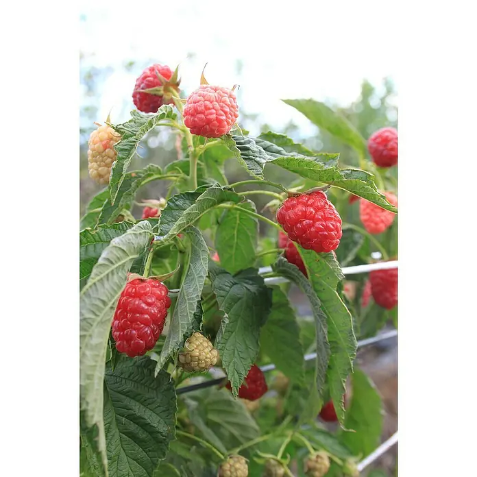 Blu Bio Himbeere Little Sweet Sister - Rubus idaeus, Topfgröße: 12 cm, Erntezeit: Juli - Nahaufnahme von roten und grünen Himbeeren, die an einem Strauch wachsen und die frische und natürliche Schönheit der Früchte zeigen.