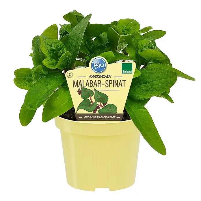 Blu Bio Malabar Spinat - Basella alba, Topfgröße: 12 cm - Ein Topf mit Malabar-Spinat, einer Kletterpflanze. Die Blätter sind grün und saftig, die Pflanze wächst in einem gelben Topf.