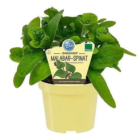 Blu Bio Malabar Spinat