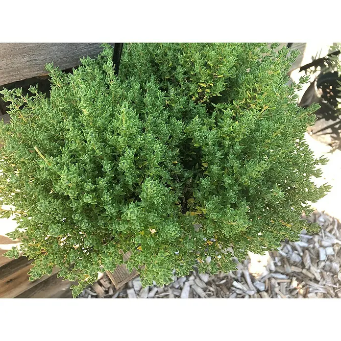 Blu Bio Rosenthymian - Thymus ssp., Topfgröße: 12 cm - Nahaufnahme einer Thymianpflanze in einem Topf. Das grüne Kraut ist dicht und üppig, perfekt für die Küche.