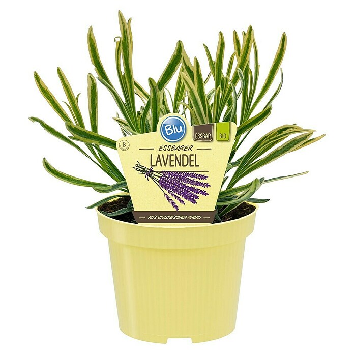 Blu Bio Lavendel Cream Green (Lavandula angustifolia, Topfgröße: 12 cm, Blau) | BAUHAUS