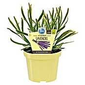 Blu Bio Lavendel Cream Green (Lavandula angustifolia, Topfgröße: 12 cm, Blau) | BAUHAUS