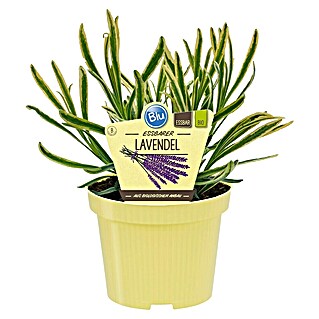 Blu Bio Lavendel Cream Green (Lavandula angustifolia, Topfgröße: 12 cm, Blau)