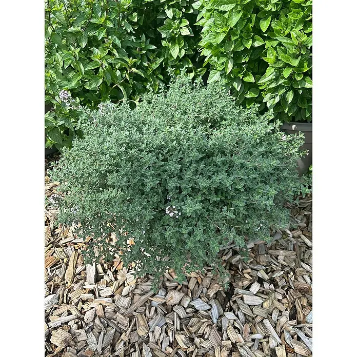 Blu Bio Oregano Thymian - Thymus species, Topfgröße: 12 cm - Nahaufnahme einer krautigen Pflanze mit kleinen Blättern und zarten Blüten, umgeben von Holzhackschnitzeln.