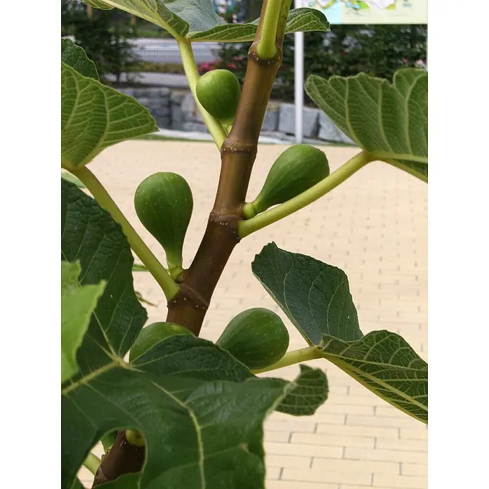 Blu Bio Feigenbaum - Ficus carica, Topfgröße: 12 cm, Erntezeit: Juli - Nahaufnahme eines Feigenbaums mit mehreren unreifen grünen Feigen, die an den Ästen wachsen, umgeben von grünen Blättern.