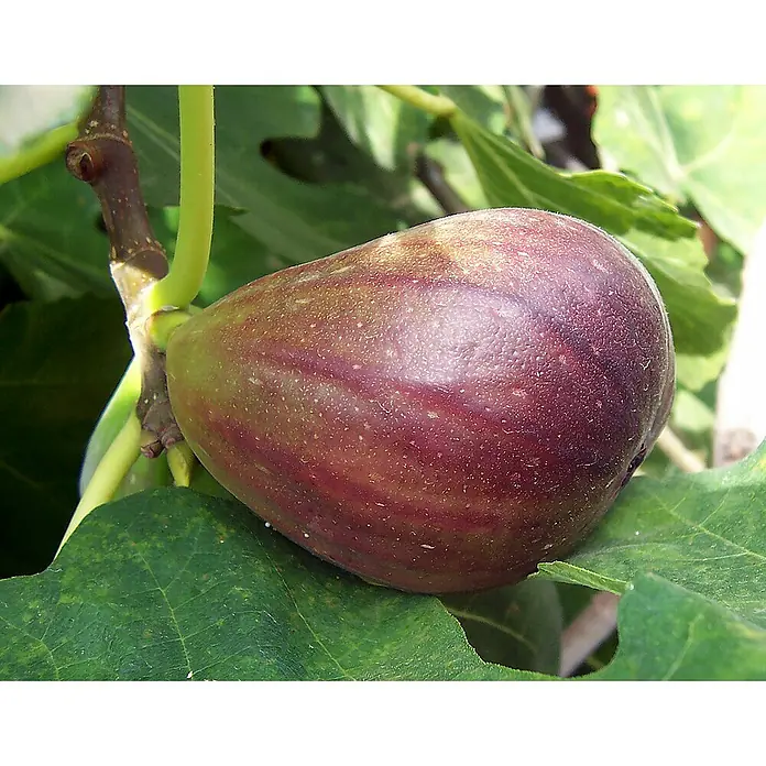 Blu Bio Feigenbaum - Ficus carica, Topfgröße: 12 cm, Erntezeit: Juli - Nahaufnahme einer reifen, dunkelvioletten Feige, die an einem Baum mit grünen Blättern wächst.