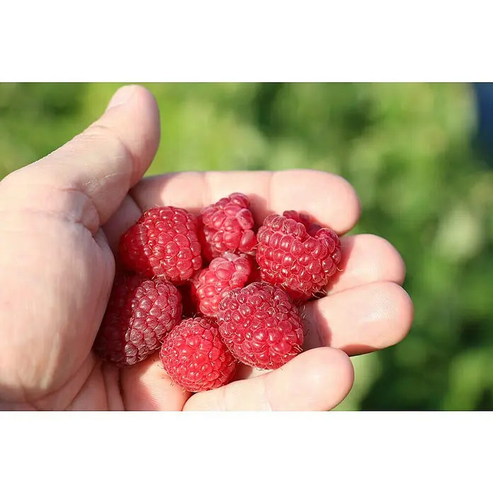 Blu Bio Himbeere Little Sweet Sister - Rubus idaeus, Topfgröße: 12 cm, Erntezeit: Juli - Eine Handvoll reifer Himbeeren, frisch gepflückt und bereit zum Genießen, leuchtet rot vor grünem Hintergrund. Einfach köstlich!