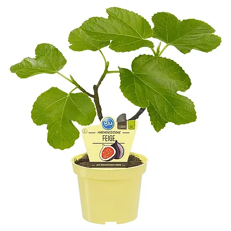 Blu Bio Feigenbaum