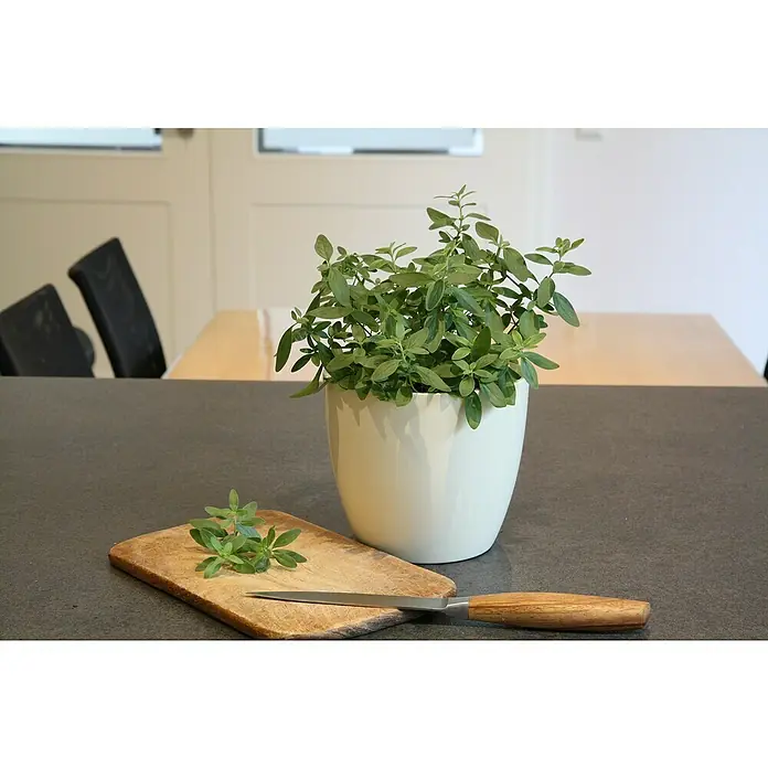 Blu Bio Mexikanischer Oregano - Poliomintha longiflora, Topfgröße: 12 cm - Eine Nahaufnahme eines Oreganostrauchs in einem weißen Topf, platziert auf einem grauen Tisch, neben einem Schneidebrett und einem Messer.