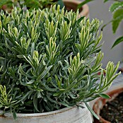 Blu Bio Lavendel Cream Green (Lavandula angustifolia, Topfgröße: 12 cm, Blau) | BAUHAUS