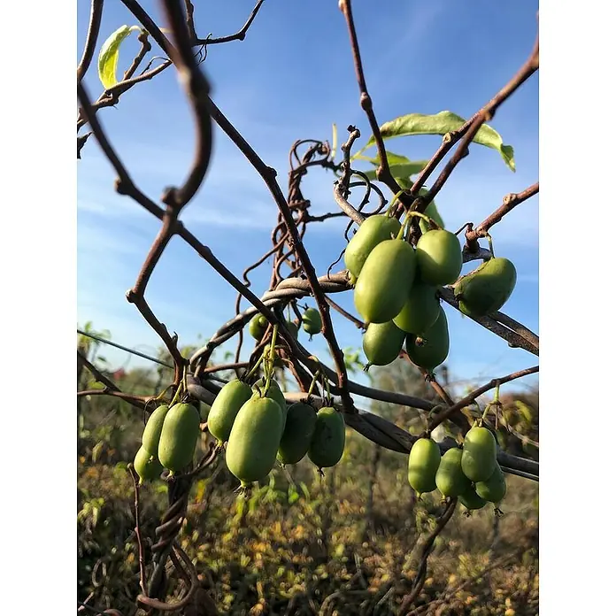 Blu Bio Mini-Kiwi - Actinidia arguta, Topfgröße: 12 cm, Erntezeit: Oktober - Nahaufnahme von grünen Mini-Kiwis, die an einer sich windenden Rebe mit blauem Himmel im Hintergrund hängen.