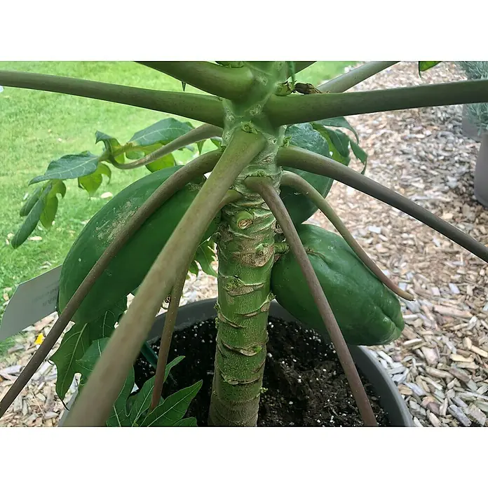 Blu Bio Papaya - Carica papaya, Topfgröße: 12 cm - Ein Papayabaum im Topf mit zwei grünen Früchten, die am Stamm wachsen. Die Pflanze steht im Freien.