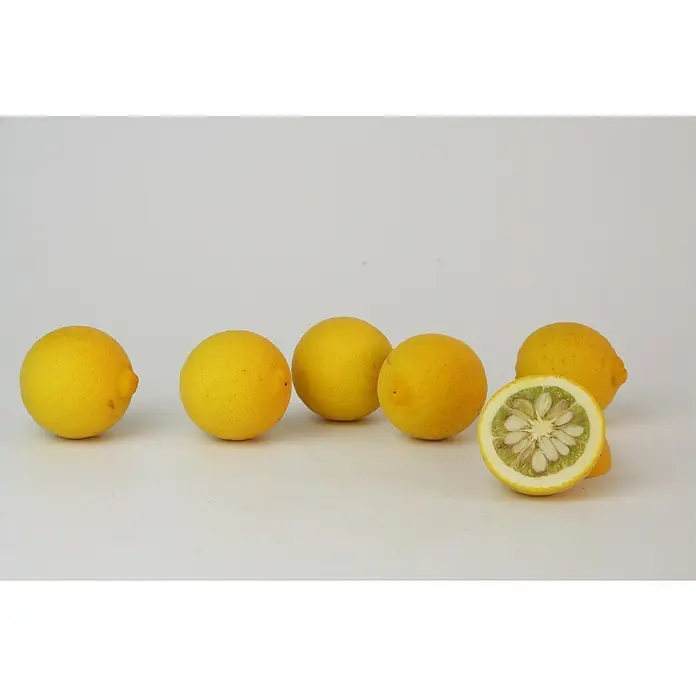 Blu Bio Bitterorange winterhart - Citrus aurantium, Topfgröße: 12 cm - Sechs Zitronen, davon eine halbiert, liegen auf einer hellen Oberfläche und zeigen ihre leuchtend gelbe Farbe und das saftige Innere.