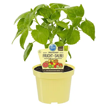 Blu Bio Fruchtsalbei