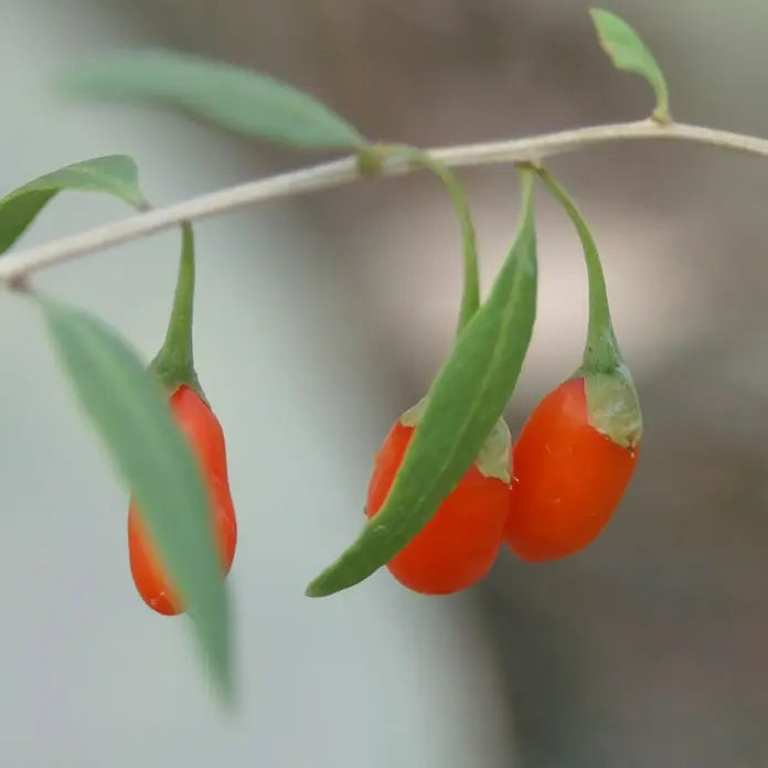 Blu Bio Goji-Beere - Lycium barbarum, Topfgröße: 12 cm, Erntezeit: August - Nahaufnahme von drei leuchtend roten Goji-Beeren, die an einem Zweig mit grünen Blättern hängen. Die Beeren sind glatt und oval.