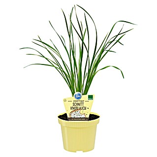 Blu Bio Schnittknoblauch (Allium tuberosum, Topfgröße: 12 cm)