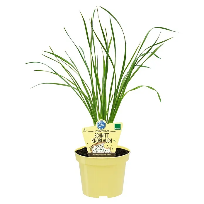 Blu Bio Schnittknoblauch - Allium tuberosum, Topfgröße: 12 cm - Schnittknoblauch 'Blu' im gelben Topf. Frischer, biologisch angebauter Schnittknoblauch, ideal für die Küche.