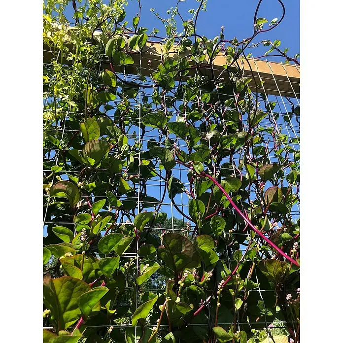 Blu Bio Malabar Spinat - Basella alba, Topfgröße: 12 cm - Üppiger Malabarspinat rankt an einem Drahtzaun empor, seine dunkelgrünen Blätter und pinkfarbenen Stängel bilden einen lebendigen Kontrast zum blauen Himmel.