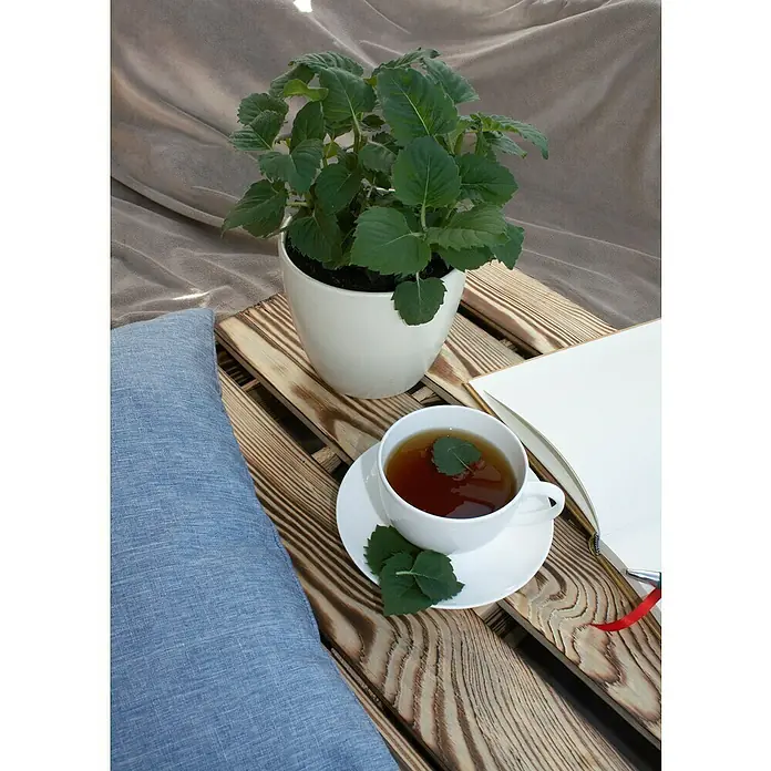 Blu Bio Tee-Monarde - Monarda didyma, Topfgröße: 12 cm - Ein erfrischender Tee mit Minze neben einer Topfpflanze und einem Notizbuch auf einem Holztisch mit blauem Kissen, lädt zum Entspannen ein.