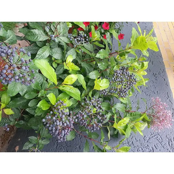 Blu Bio Fuchsie essbar - Fuchsia arborescens, Topfgröße: 12 cm, Pink - Üppige Sträucher mit grünen Blättern und blauen Beeren, ergänzt durch rote Blüten und rosa Blütenstände, auf dunklem Untergrund.