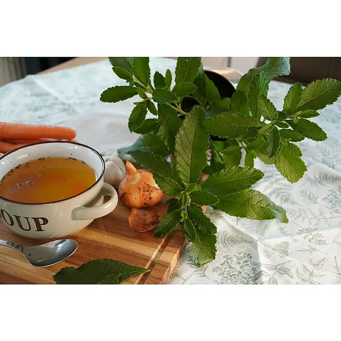 Blu Bio Bouillon Pflanze Suppenliebe® - Cordia verbenacea, Topfgröße: 12 cm - Suppe in einer Schüssel mit Gemüse und Kräutern auf einem Tisch.