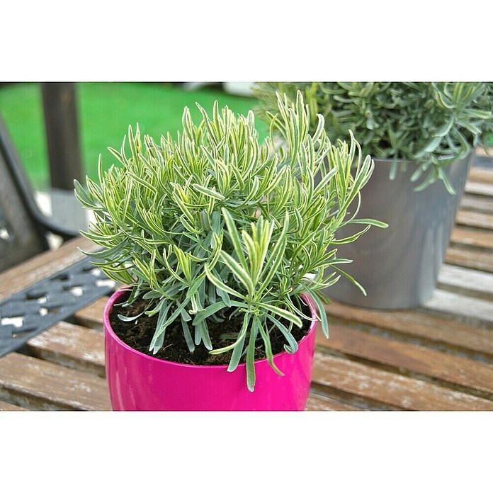 Blu Bio Lavendel Cream Green (Lavandula angustifolia, Topfgröße: 12 cm, Blau) | BAUHAUS