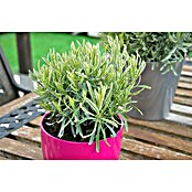 Blu Bio Lavendel Cream Green (Lavandula angustifolia, Topfgröße: 12 cm, Blau) | BAUHAUS