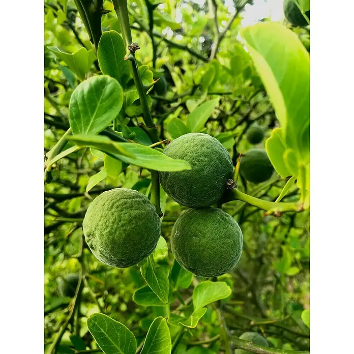 Blu Bio Bitterorange winterhart - Citrus aurantium, Topfgröße: 12 cm - Nahaufnahme von drei grünen Zitrusfrüchten am Baum mit stacheligen Ästen und grünen Blättern.