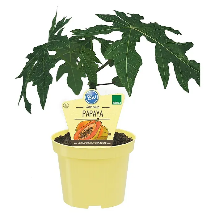 Blu Bio Papaya - Carica papaya, Topfgröße: 12 cm - Ein saftiger Papayabaum in einem gelben Topf, gekennzeichnet mit Bioland und Blu für ökologischen Anbau.