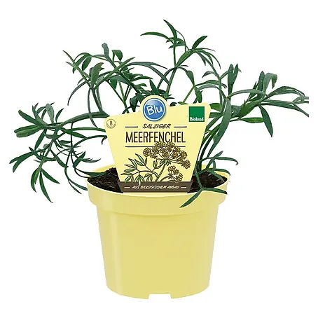 Blu Bio Meerfenchel