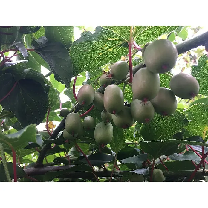 Blu Bio Mini-Kiwi - Actinidia arguta, Topfgröße: 12 cm, Erntezeit: Oktober - Nahaufnahme von Trauben von grünem Kiwi-Beerenobst, das an einem Baum hängt, eingebettet in lebhaftes grünes Laub.