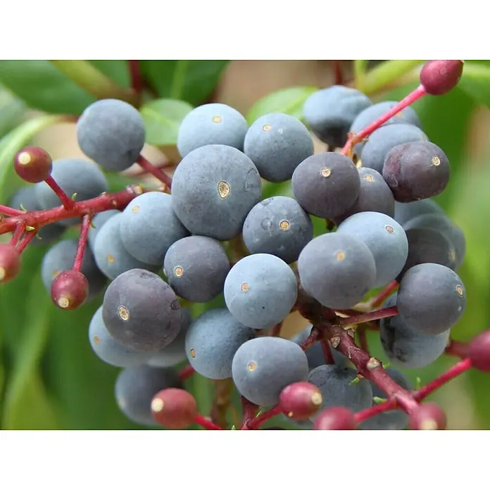 Blu Bio Fuchsie essbar - Fuchsia arborescens, Topfgröße: 12 cm, Pink - Nahaufnahme einer Gruppe von blaugrauen Mahonienbeeren, die an roten Stängeln hängen. Die Beeren sind reif und haben eine pudrige Oberfläche.