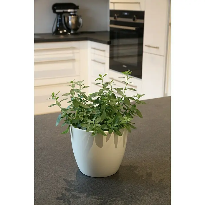 Blu Bio Mexikanischer Oregano - Poliomintha longiflora, Topfgröße: 12 cm - Nahaufnahme eines grünen Kräutertopfes auf einer Küchentheke vor dem Hintergrund einer modernen Küche.