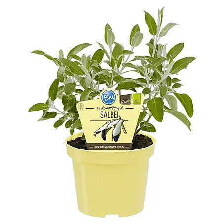 Blu Bio Peruanische Salbei