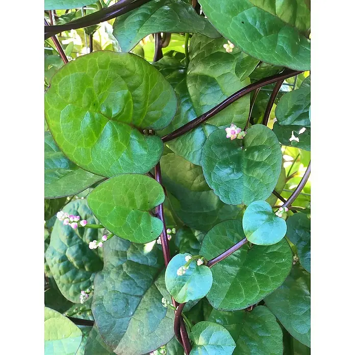 Blu Bio Malabar Spinat - Basella alba, Topfgröße: 12 cm - Nahaufnahme von Malabarspinat mit seinen runden, grünen Blättern und zarten, rosa Blüten, die an dunklen Stängeln emporranken.