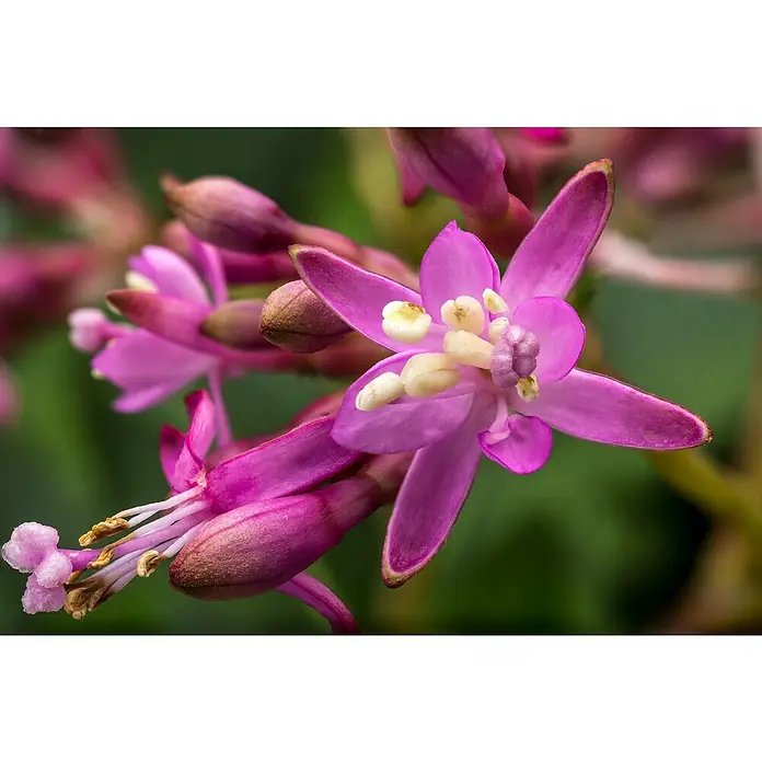Blu Bio Fuchsie essbar - Fuchsia arborescens, Topfgröße: 12 cm, Pink - Nahaufnahme einer purpurfarbenen Blüte mit filigranen Blütenblättern und gelben Staubgefäßen, umgeben von Knospen, die die zarte Schönheit der Natur hervorheben.