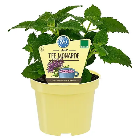 Blu Bio Tee-Monarde
