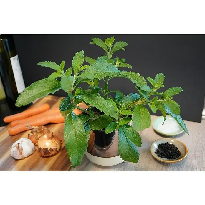 Blu Bio Bouillon Pflanze Suppenliebe® - Cordia verbenacea, Topfgröße: 12 cm - Stevia-Pflanze in einem Topf, umgeben von Karotten, Knoblauch, Zwiebeln, Öl, Salz und Pfeffer auf einem Tisch.