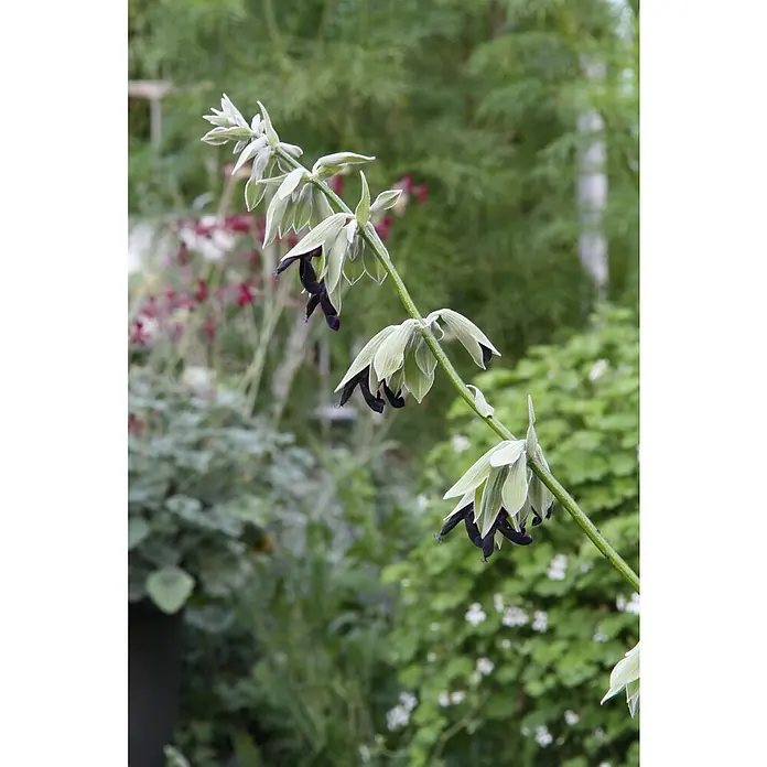 Blu Bio Peruanische Salbei - Salvia discolor, Topfgröße: 12 cm - Nahaufnahme einer Salvia discolor Pflanze mit silbrig-grünen Blättern und auffallend dunklen, fast schwarzen Blüten vor einem verschwommenen Hintergrund.