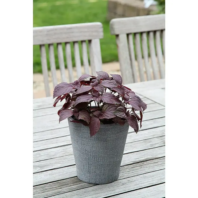 Blu Bio Perilla - Perilla frutescens, Topfgröße: 12 cm - Nahaufnahme einer Topfpflanze mit dunkelroten Blättern auf einem Holztisch, im Hintergrund verschwommene Gartenstühle.
