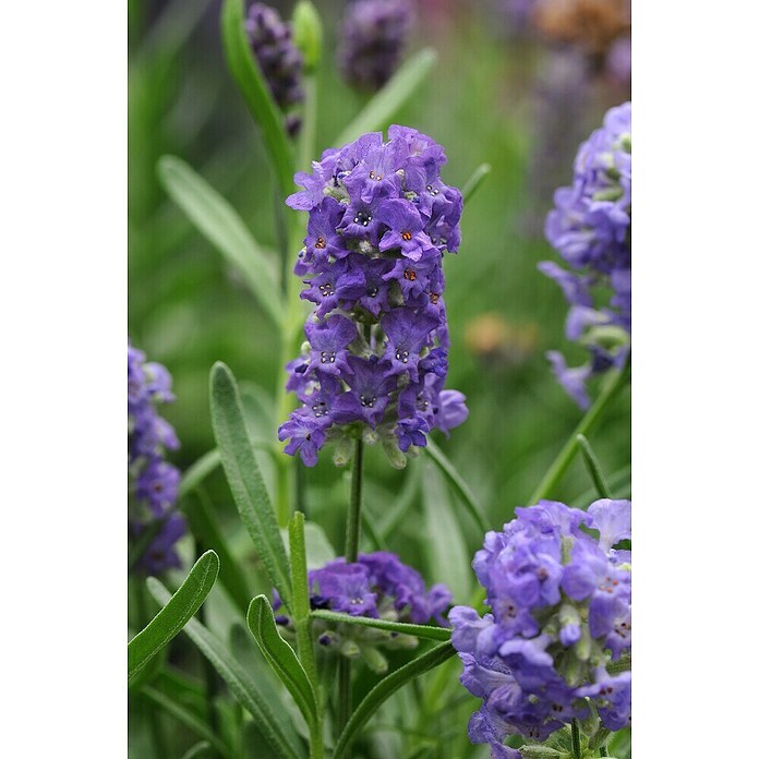 Blu Bio Lavendel Cream Green (Lavandula angustifolia, Topfgröße: 12 cm, Blau) | BAUHAUS