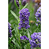 Blu Bio Lavendel Cream Green (Lavandula angustifolia, Topfgröße: 12 cm, Blau) | BAUHAUS