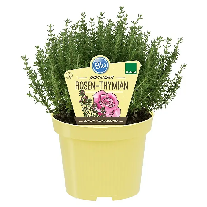 Blu Bio Rosenthymian - Thymus ssp., Topfgröße: 12 cm - Duftender Rosen-Thymian in einem gelben Topf. Eine aromatische Pflanze für Garten und Küche.