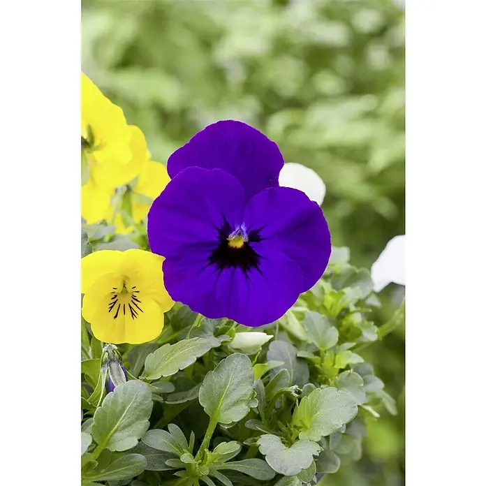 Piardino Hornveilchen - Viola cornuta, Sortenabhängig - Nahaufnahme von farbenfrohen Stiefmütterchen in Gelb, Lila und Weiß, die ihre zarten Blüten und das üppige Grün zeigen.