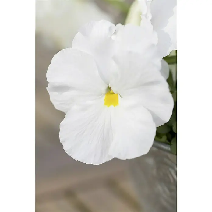 Piardino Garten-Stiefmütterchen - Viola F1, Sortenabhängig - Nahaufnahme einer eleganten weißen Veilchenblüte mit einem leuchtend gelben Zentrum, die die schlichte Schönheit und feine Textur der Blüte hervorhebt.