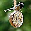 Dobar Vogelfutter (10 Stk.)