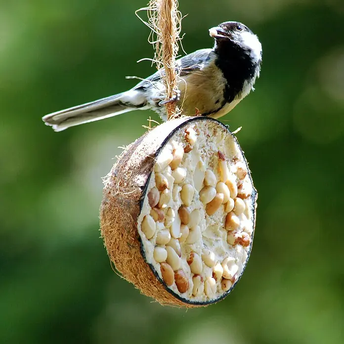 Dobar Wildvogelfutter Set - 10 Stk. - Ein Schwarzmeise pickt an einem halben Kokosnuss-Vogelfutterspender, der mit Nüssen und Samen gefüllt ist, umgeben von grünem Laub.