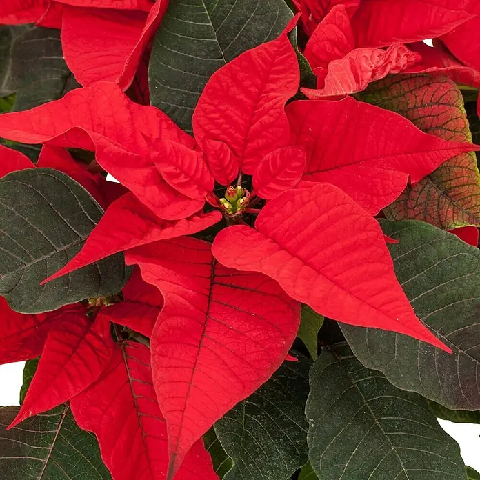 Piardino Weihnachtsstern - Euphorbia pulchierima, Topfgröße: 14 cm, Rot - Nahaufnahme einer leuchtend roten Weihnachtsstern-Pflanze mit dunkelgrünen Blättern, ideal für festliche Dekorationen.